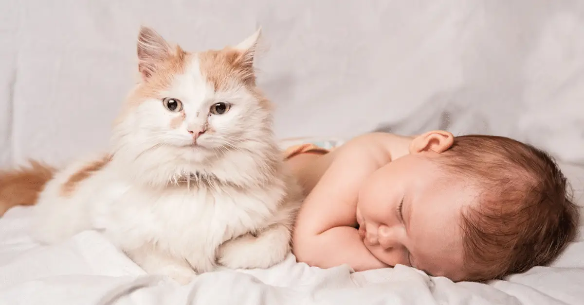 bebes e gatos convivencia
